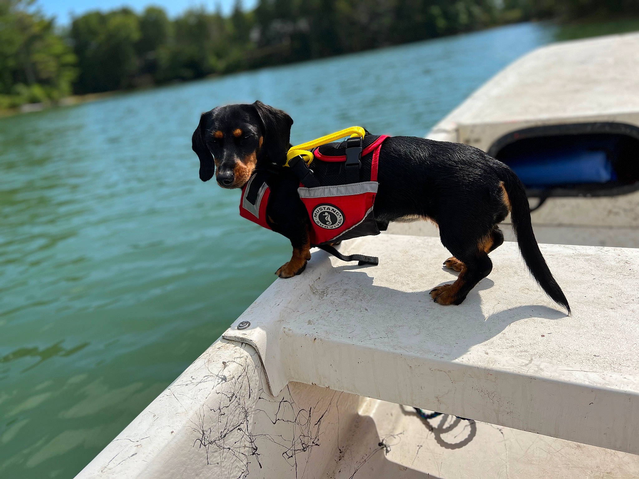 Dory is registered to the contest to win money with this photo: boats_and_boating_equipment_and_supplies, carnivore, collar, companion_dog, dog, dog_breed, dog_collar, fashion_accessory, lake, leash, leisure, pet_supply, plant, recreation, reservoir, sky, summer, tree, water, working_animal