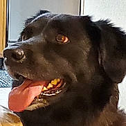 Roxy is registered to the contest to win money with this photo: animal, background, black_dog, canine, close_up, collar, dog, domestic_animal, ears, fur, happy, house, indoor, light, looking_sideways, mouth_open, pet, portrait, teeth, tongue_out