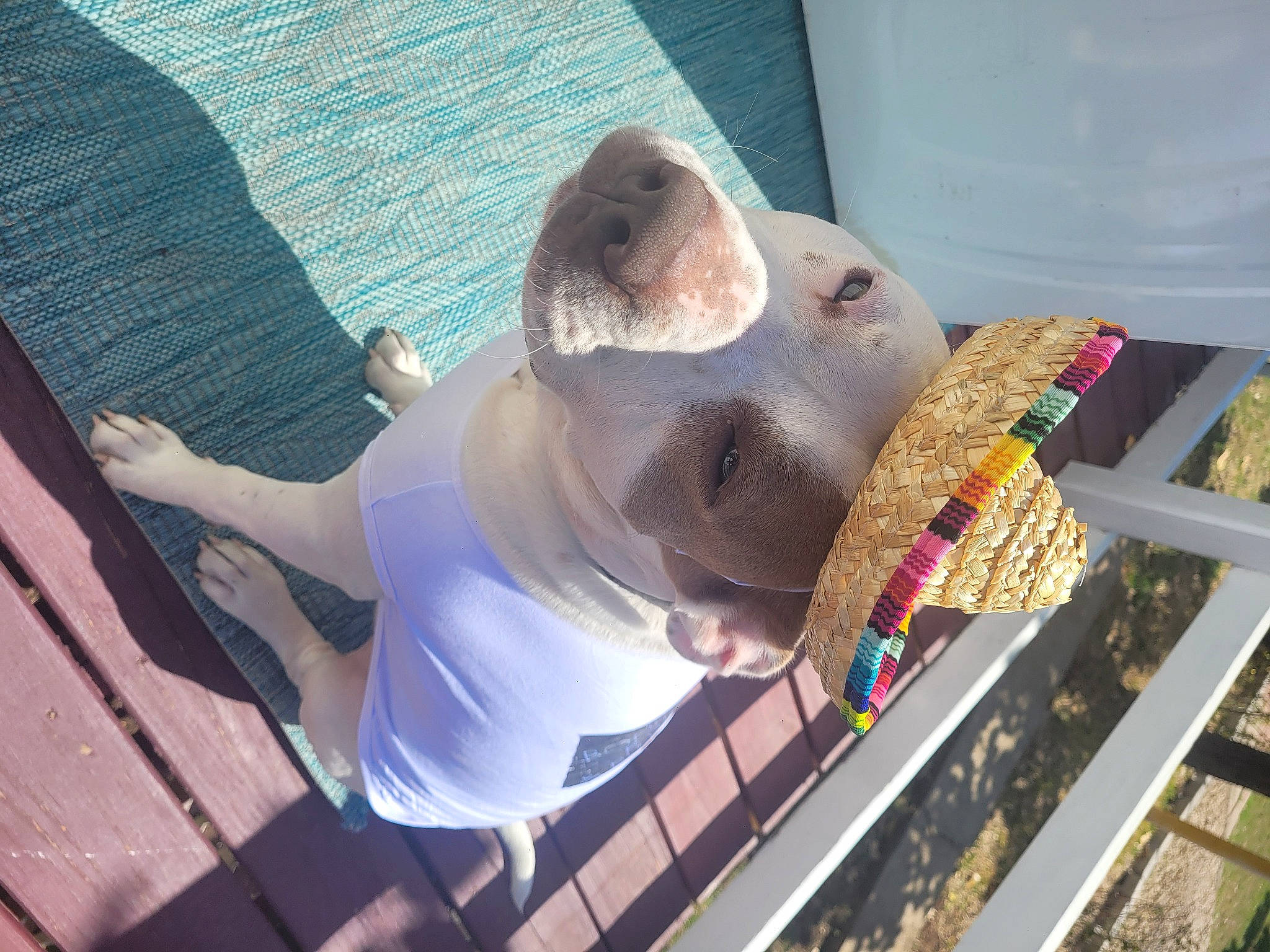 Dice joined the competition — help win amazing prizes! carnivore, companion_dog, dog_breed, fawn, fun, human_leg, leisure, sporting_group, tail, water, wood