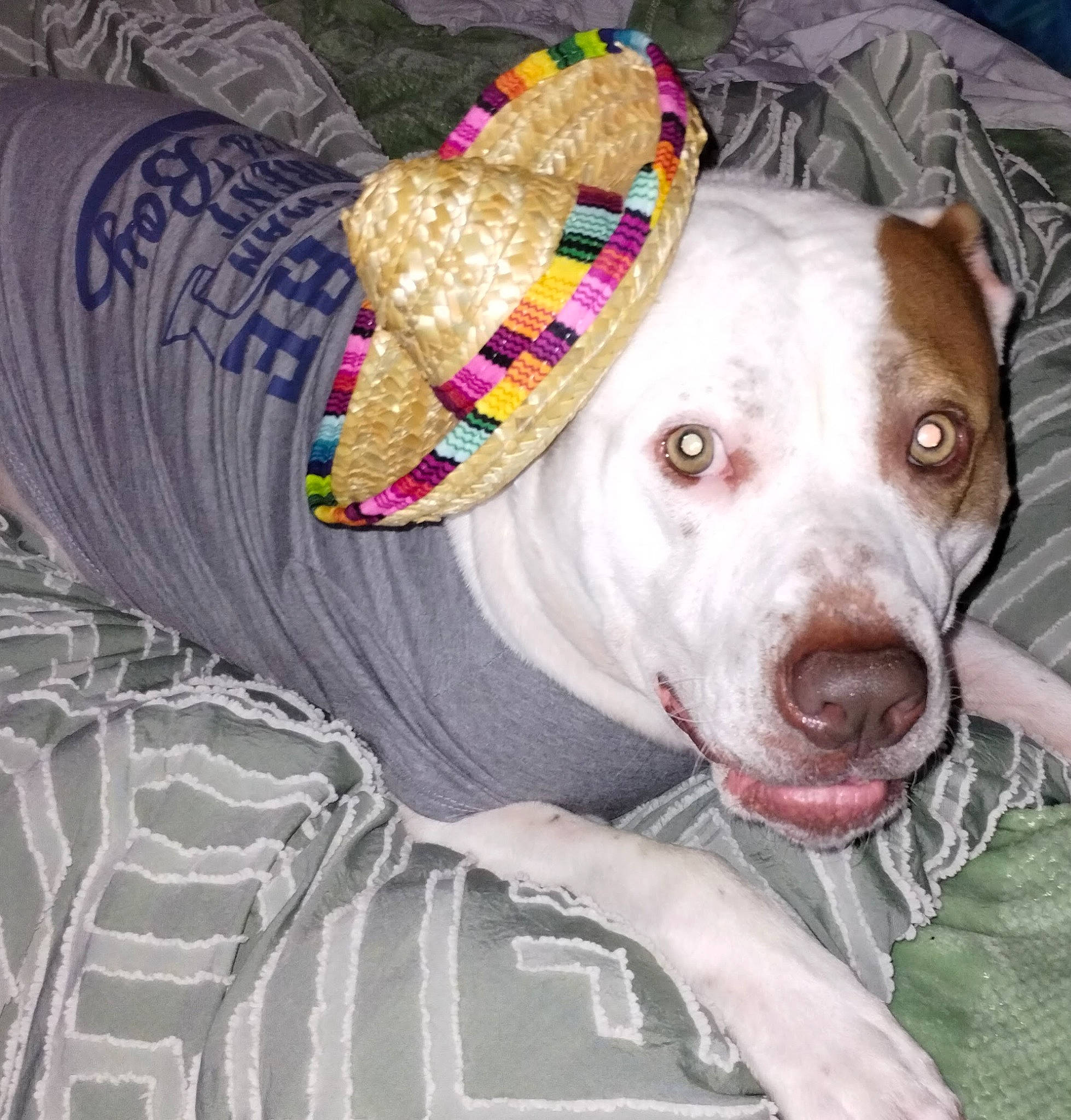 Dice joined the competition — help win amazing prizes! canidae, carnivore, circle, collar, companion_dog, costume_hat, dog, dog_breed, dog_collar, dog_supply, fawn, fur, hat, non_sporting_group, pattern, pet_supply, snout, sporting_group, working_animal