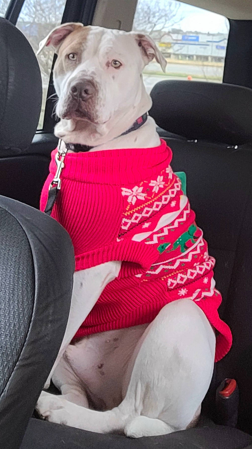 Dice is registered to the contest to win money with this photo: car, car_seat, carnivore, collar, comfort, companion_dog, dog, dog_breed, dog_collar, dog_supply, fawn, hood, human_leg, knee, pattern, sportswear, thigh, waist, window, working_animal