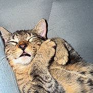 Diva a rejoint le concours — aidez-le/la à gagner de superbes lots ! cat, tabby_cat, sleeping, sleepy, pet, feline, paw, facepalm, couch, sofa, indoors, fur, whiskers, ears, closed_eyes, relaxed, cute, animal, portrait, cozy