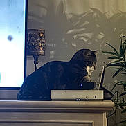 Stitch a rejoint le concours — aidez-le/la à gagner de superbes lots ! animal, cat, cordless_phone, curious, decor, device, domestic, dressing_table, electronics, home, indoor, lamp, light, pet, plant, resting, shadow, tabby, tabletop, wooden_furniture