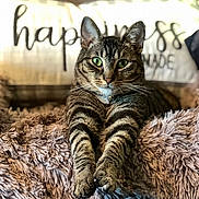 Ripp joined the competition — help win amazing prizes! animal, cat, closeup, cozy, cute, domestic_cat, feline, fluffy_blanket, fur, green_eyes, home, indoor, pet, pillow, relaxed, resting, stretching, tabby_cat, text_on_pillow, whiskers