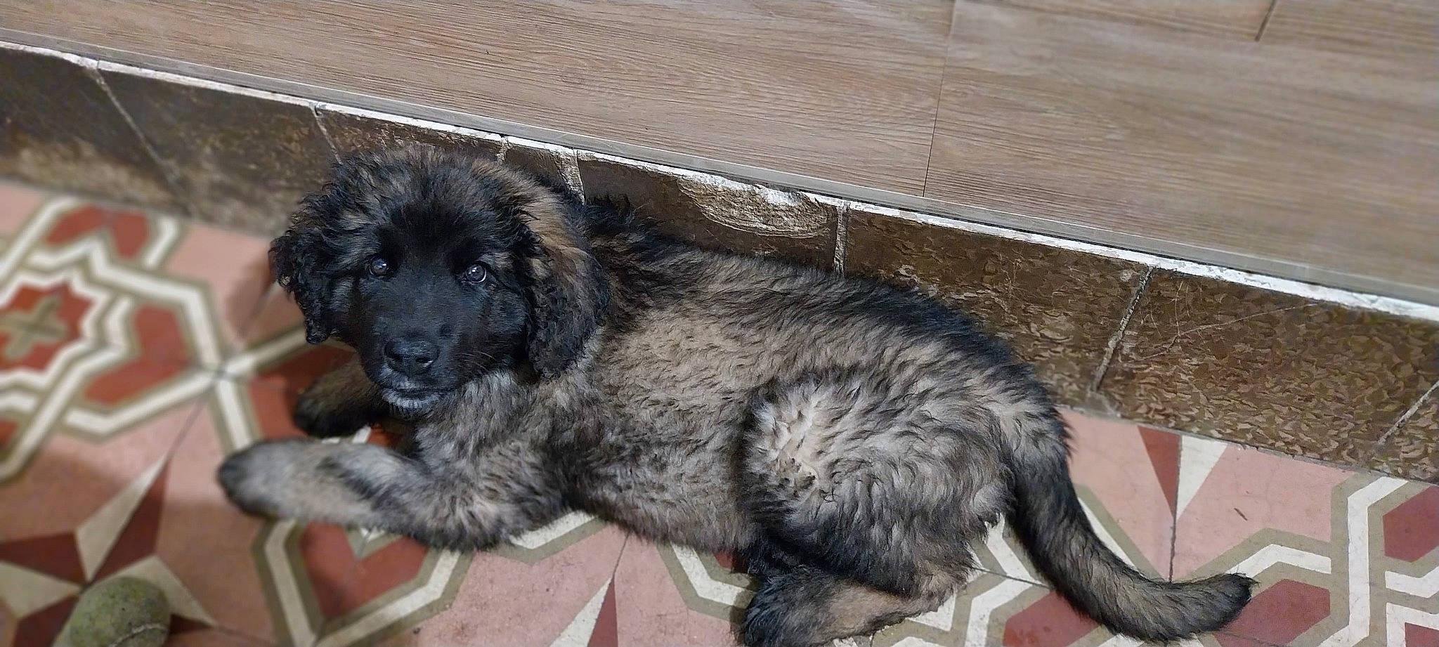 Ulanne a rejoint le concours — aidez-le/la à gagner de superbes lots ! ancient_dog_breeds, canidae, carnivore, claw, companion_dog, corgi_chihuahua, dog, dog_breed, fur, liver, paw, puppy, snout, sporting_group, tail, terrestrial_animal, terrier, toy_dog, working_animal, working_dog