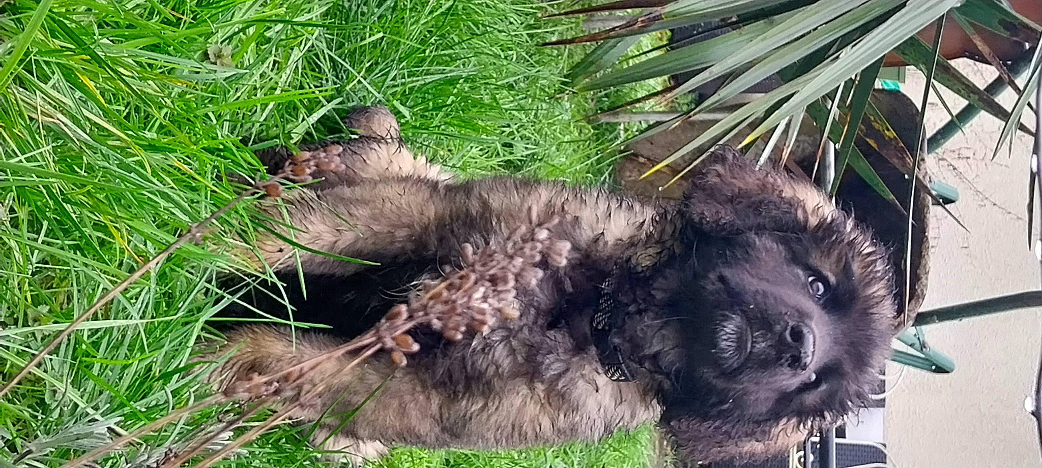 Ulanne a rejoint le concours — aidez-le/la à gagner de superbes lots ! canidae, carnivore, conifer, dog_breed, event, fur, grass, groundcover, groundhog, mustelidae, palm_tree, plant, snout, sporting_group, terrestrial_animal, terrestrial_plant, whiskers, wildlife