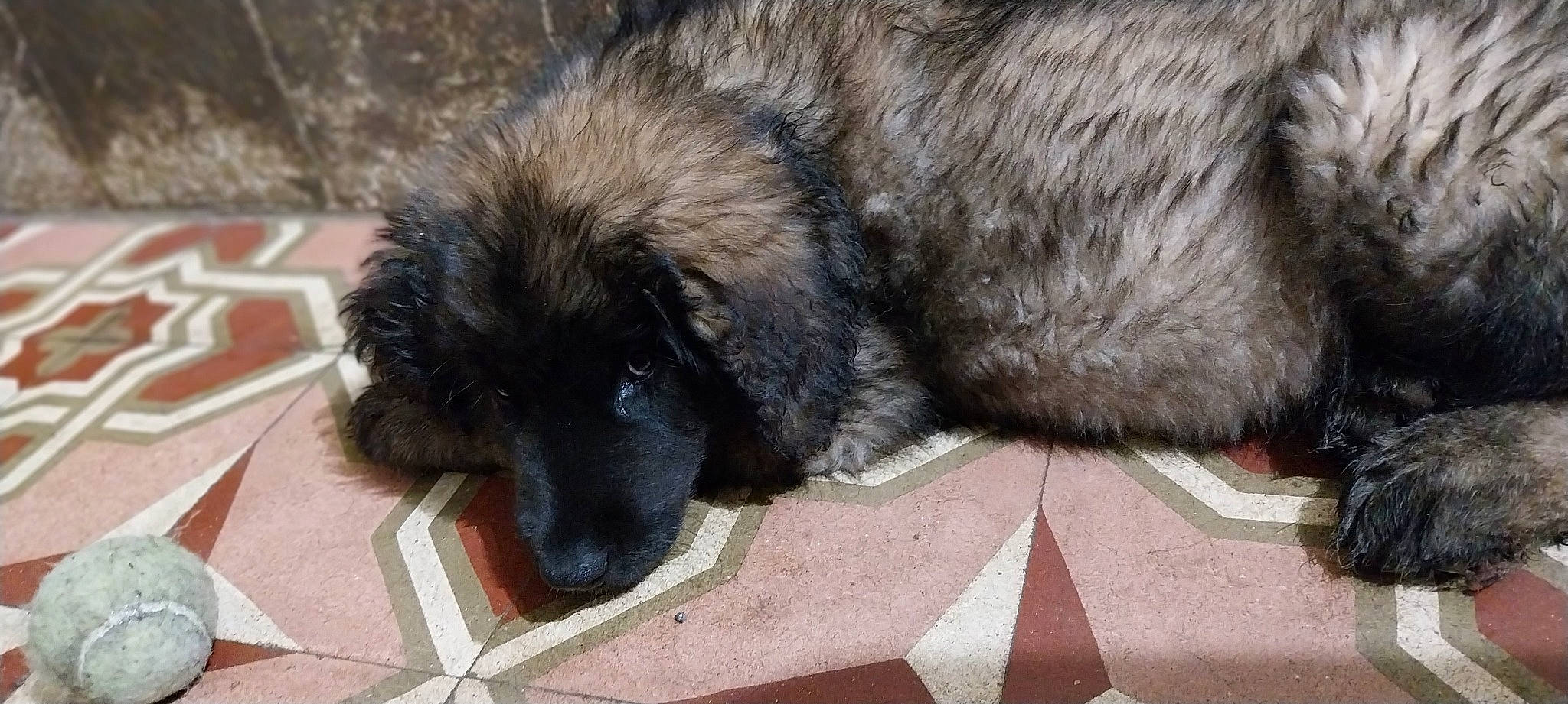 Ulanne participe au concours pour gagner de l'argent avec cette photo : ancient_dog_breeds, canidae, carnivore, companion_dog, dog, dog_breed, estrela_mountain_dog, fawn, foot, fur, leonberger, liver, paw, snout, sporting_group, terrestrial_animal, working_animal