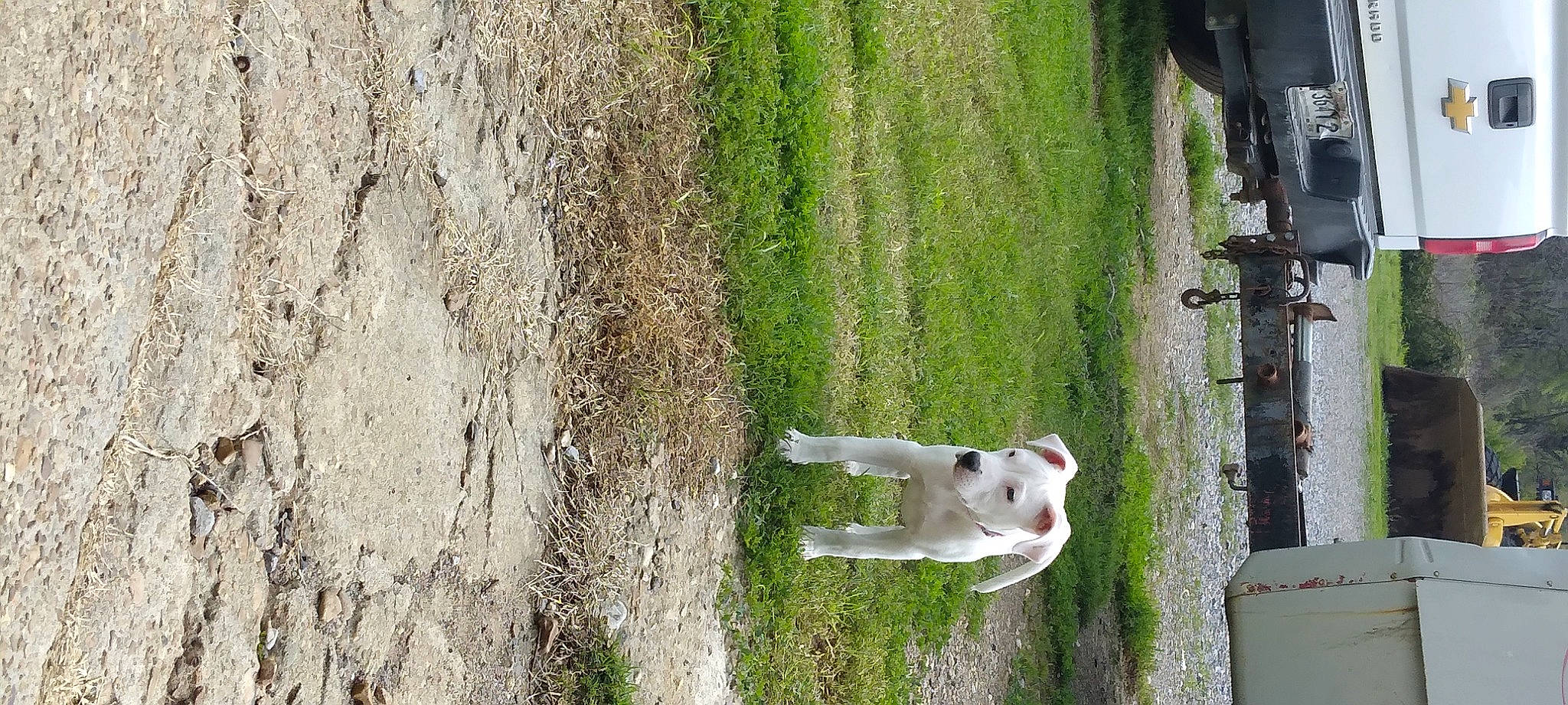 Ghost joined the competition — help win amazing prizes! canidae, carnivore, companion_dog, concrete, dog, dog_breed, door, grass, groundcover, house, landscape, line, plant, shadow, shrub, sporting_group, tail, tree, trunk, wood