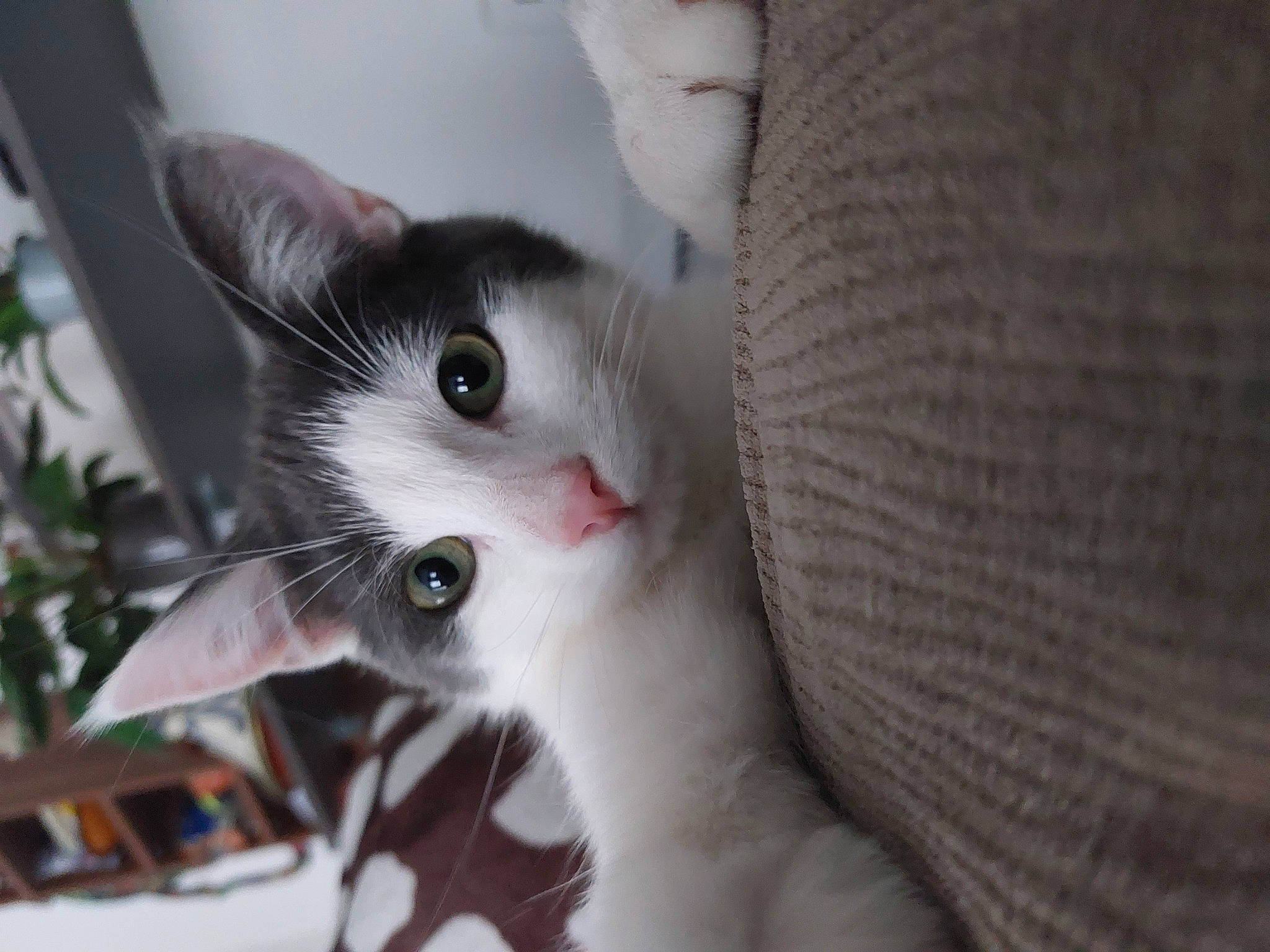 Joey participe au concours pour gagner de l'argent avec cette photo : carnivore, cat, comfort, domestic_short_haired_cat, ear, eyelash, felidae, fur, houseplant, paw, plant, small_to_medium_sized_cats, snout, whiskers