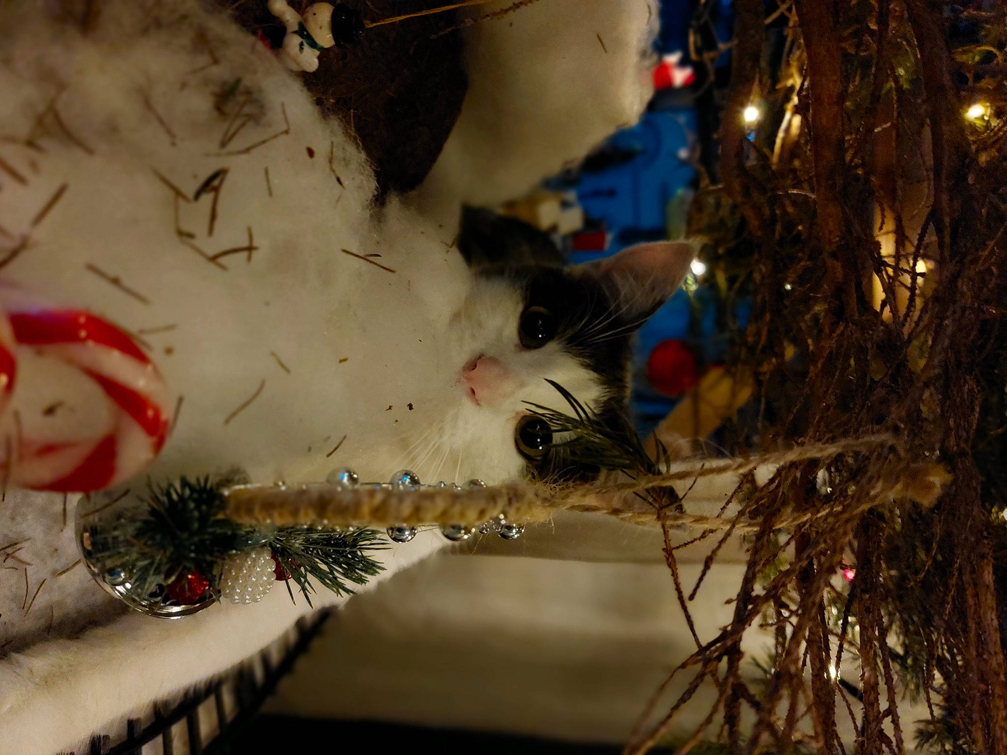 Joey participe au concours pour gagner de l'argent avec cette photo : branch, christmas, christmas_decoration, christmas_eve, christmas_lights, christmas_ornament, christmas_tree, conifer, event, evergreen, freezing, holiday, holiday_ornament, ornament, plant, tradition, tree, twig, winter, wood