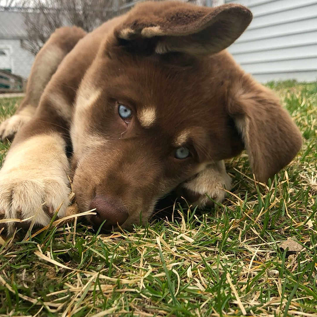 Coco