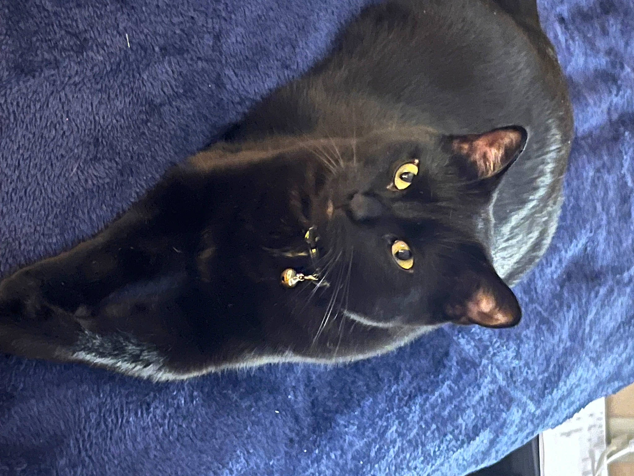 Binx is registered to the contest to win money with this photo: black_cat, bombay, carnivore, cat, domestic_short_haired_cat, electric_blue, felidae, fur, grey, small_to_medium_sized_cats, snout, tail, whiskers, window