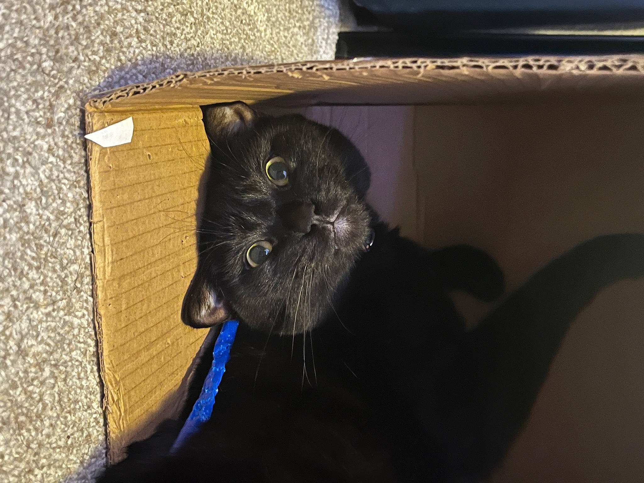 Binx is registered to the contest to win money with this photo: black_cat, bombay, box, carnivore, cat, cat_supply, claw, comfort, domestic_short_haired_cat, electric_blue, eye, felidae, fur, small_to_medium_sized_cats, snout, tail, whiskers, wood