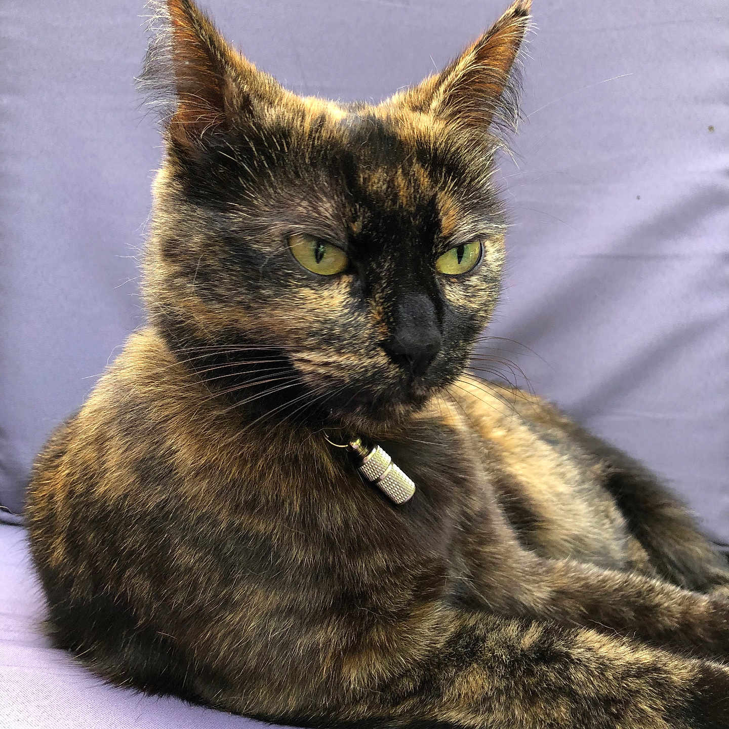 Okane a rejoint le concours — aidez-le/la à gagner de superbes lots ! cat, tortoiseshell, pet, feline, green_eyes, collar, fur, whiskers, ear, portrait, relaxed, indoor, purple_background, soft_texture, animal, cute, closeup, resting, domestic_cat, mammal