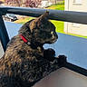 Okane participe au concours pour gagner de l'argent avec cette photo : cat, tortoiseshell, pet, animal, balcony, red_collar, feline, outdoor, residential_area, trees, parked_cars, daylight, curious, looking_out, wooden_floor, railing, building, window, greenery, urban
