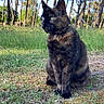 cat, tortoiseshell_cat, grass, forest, trees, nature, outdoor, sunlight, green_eyes, animal, pet, wildlife, mammal, flora, blue_sky, daylight, sitting, fur, calm, environment