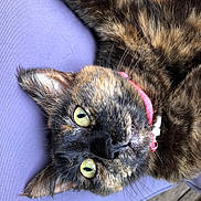 Okane participe au concours pour gagner de l'argent avec cette photo : cat, tortoiseshell, pet, animal, feline, close_up, yellow_eyes, pink_collar, fur, whiskers, cushion, purple, resting, indoor, curious, portrait, cute, domestic_cat, relaxed, soft