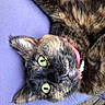 cat, tortoiseshell, pet, animal, feline, close_up, yellow_eyes, pink_collar, fur, whiskers, cushion, purple, resting, indoor, curious, portrait, cute, domestic_cat, relaxed, soft