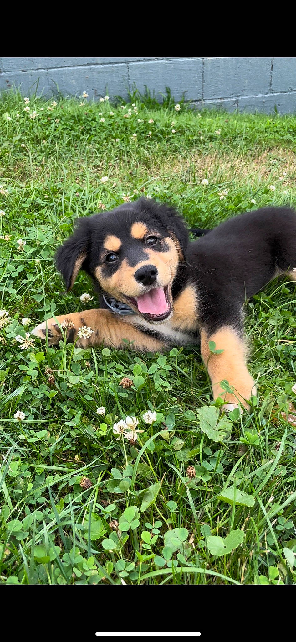 Callie is registered to the contest to win money with this photo: canidae, carnivore, companion_dog, dog, dog_breed, flower, garden, grass, groundcover, happy, people_in_nature, plant, snout, sporting_group, terrestrial_animal, working_dog