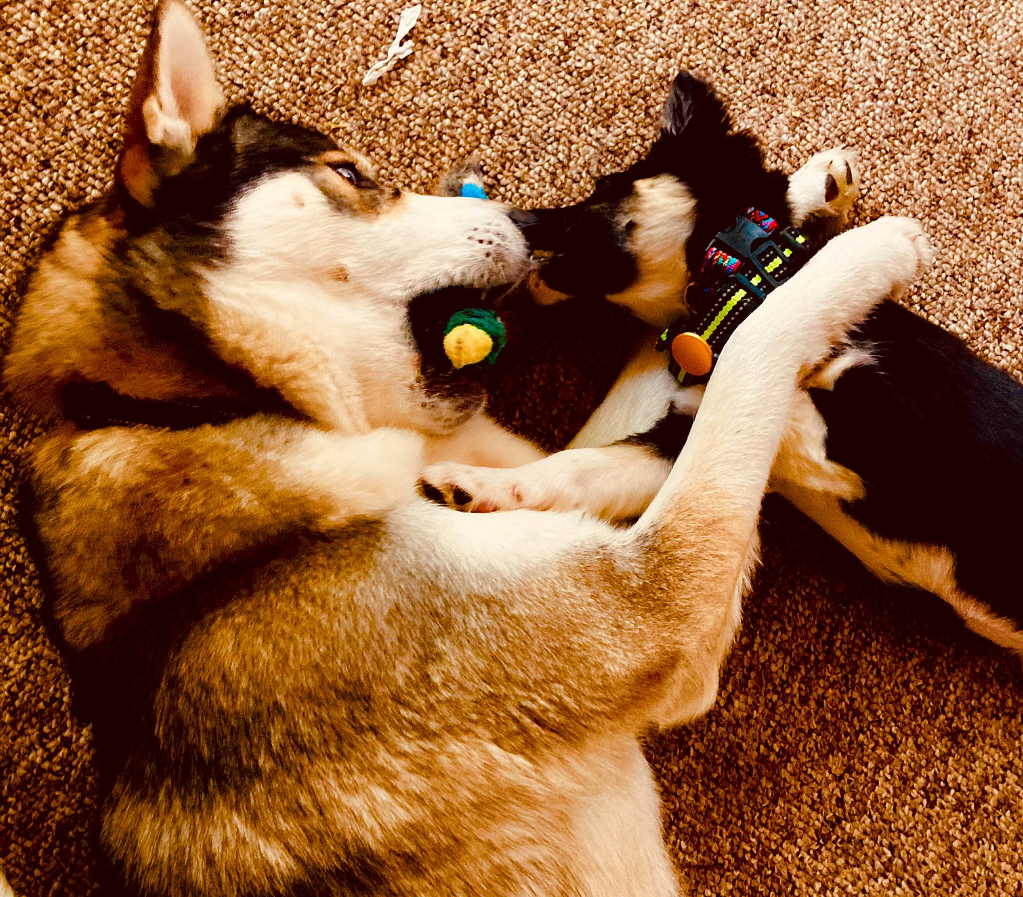 Kiera-n-sol joined the competition — help win amazing prizes! canidae, carnivore, cat, companion_dog, dog_breed, domestic_short_haired_cat, fawn, felidae, fur, grass, human_leg, paw, selfie, small_to_medium_sized_cats, snout, sporting_group, tail, terrestrial_animal, whiskers, wildlife