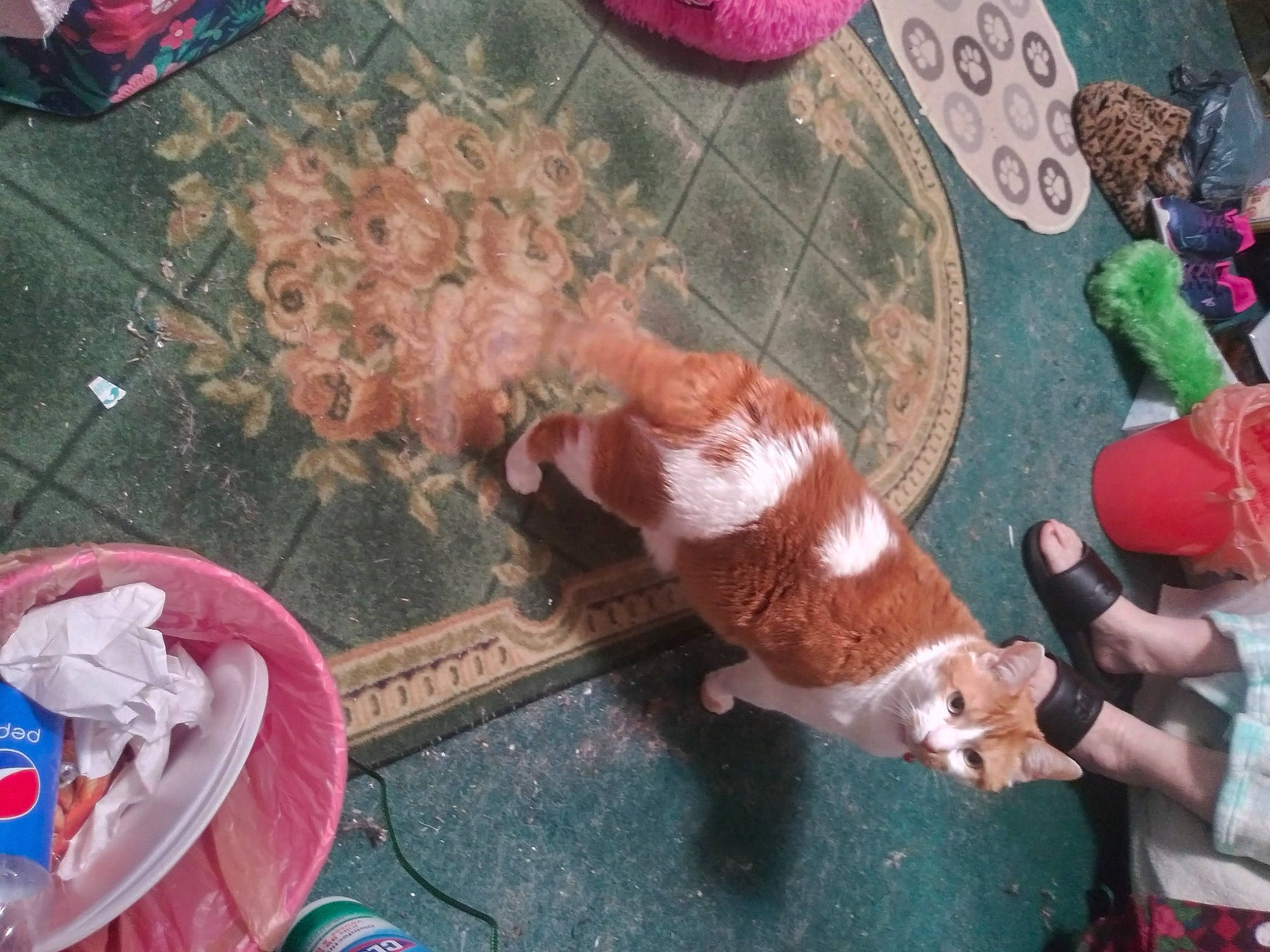 Lakota joined the competition — help win amazing prizes! baby_toys, child, companion_dog, fawn, felidae, flooring, fur, pink, plush, room, small_to_medium_sized_cats, stuffed_toy, sweetness, table, tail, textile, thread, toy, wood, wool