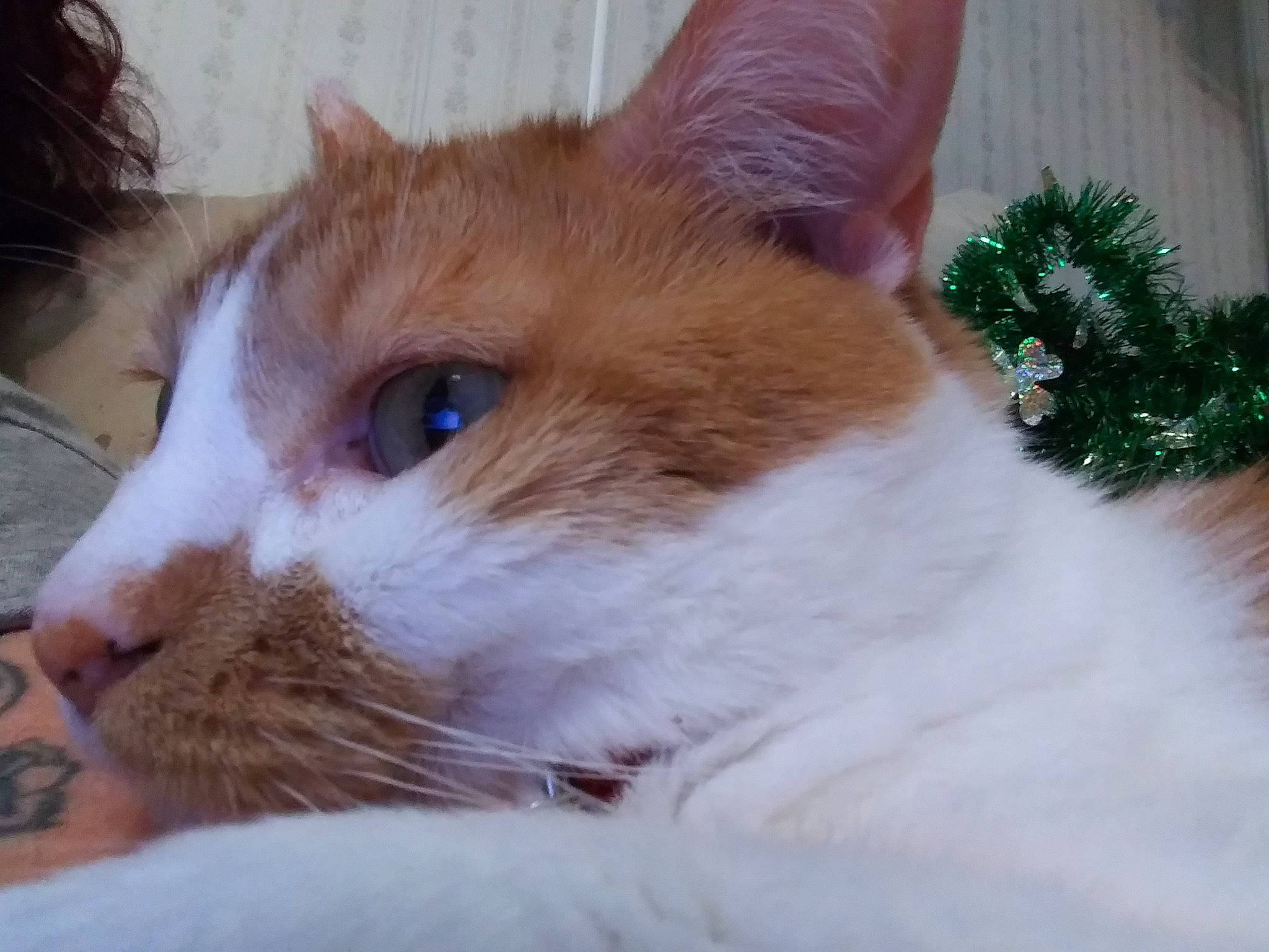 Lakota is registered to the contest to win money with this photo: carnivore, cat, domestic_short_haired_cat, fawn, felidae, fur, grass, small_to_medium_sized_cats, tail, terrestrial_animal, whiskers