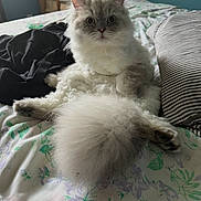 Rio joined the competition — help win amazing prizes! cat, fluffy_cat, white_fur, longhaired, pet, animal, sitting, bed, bedroom, floral_bedding, striped_pillow, tail, paw, whiskers, ears, wide_eyes, portrait, indoor, cozy, humorous