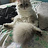 cat, fluffy_cat, white_fur, longhaired, pet, animal, sitting, bed, bedroom, floral_bedding, striped_pillow, tail, paw, whiskers, ears, wide_eyes, portrait, indoor, cozy, humorous