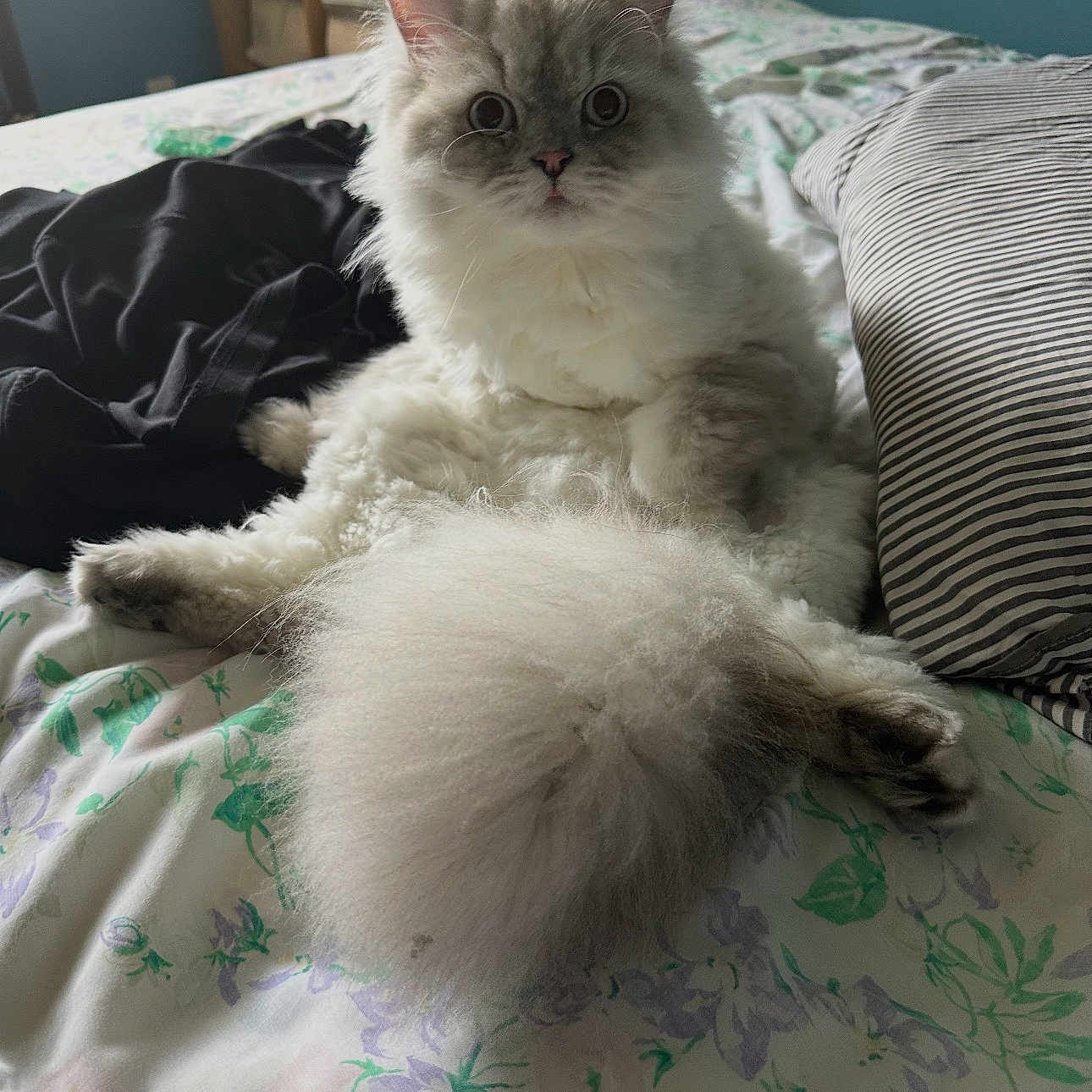 Rio joined the competition — help win amazing prizes! cat, fluffy_cat, white_fur, longhaired, pet, animal, sitting, bed, bedroom, floral_bedding, striped_pillow, tail, paw, whiskers, ears, wide_eyes, portrait, indoor, cozy, humorous