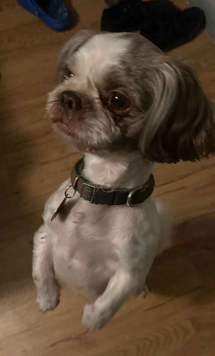 brown_fur, collar, companion_animal, cute, dog, home, indoors, leash, long_ears, pet, photography, portrait, shih_tzu, shoes, sitting, small_dog, upright, white_fur, wide_eyes, wooden_floor