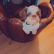 Jerry joined the competition — help win amazing prizes! dog, puppy, small_dog, fluffy, shih_tzu, pet, animal, sitting, chair, leather_chair, indoors, home, hardwood_floor, furniture, portrait, collar, brown_and_white, cute, face, photography