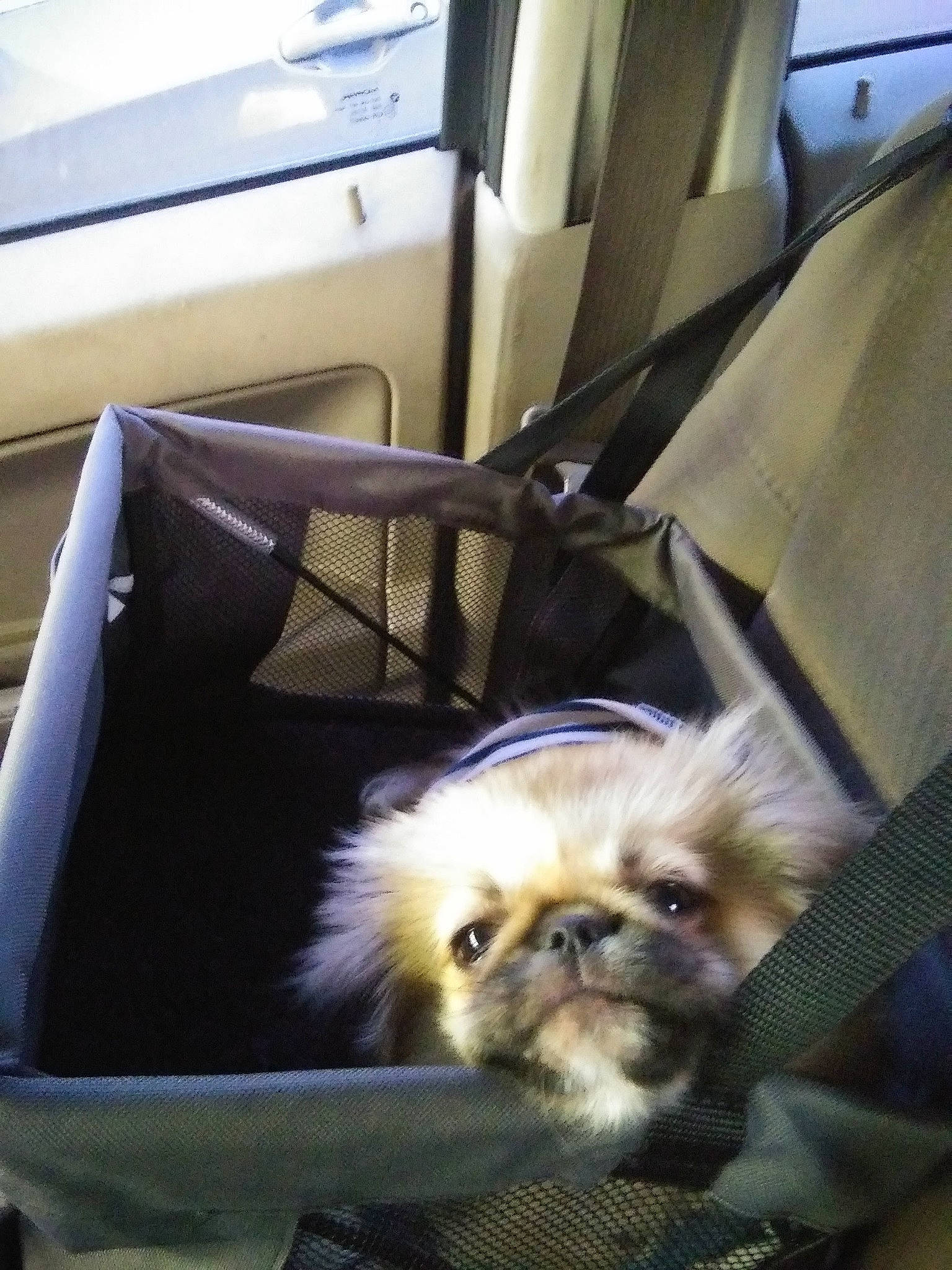 Wickett Milo Warrick joined the competition — help win amazing prizes! bag, box, carnivore, companion_dog, dog, dog_breed, dog_supply, fawn, fur, non_sporting_group, shipping_box, snout, toy_dog, working_animal