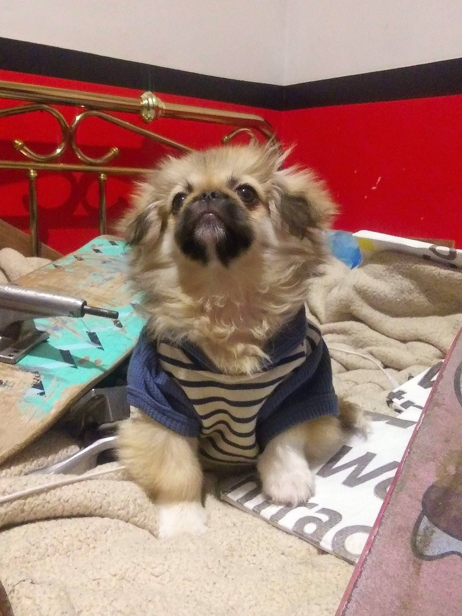 Wickett Milo Warrick is registered to the contest to win money with this photo: box, canidae, carnivore, companion_dog, dog, dog_breed, dog_supply, fawn, felidae, flooring, fur, liver, pet_supply, small_terrier, snout, sporting_group, terrestrial_animal, terrier, toy_dog, working_animal