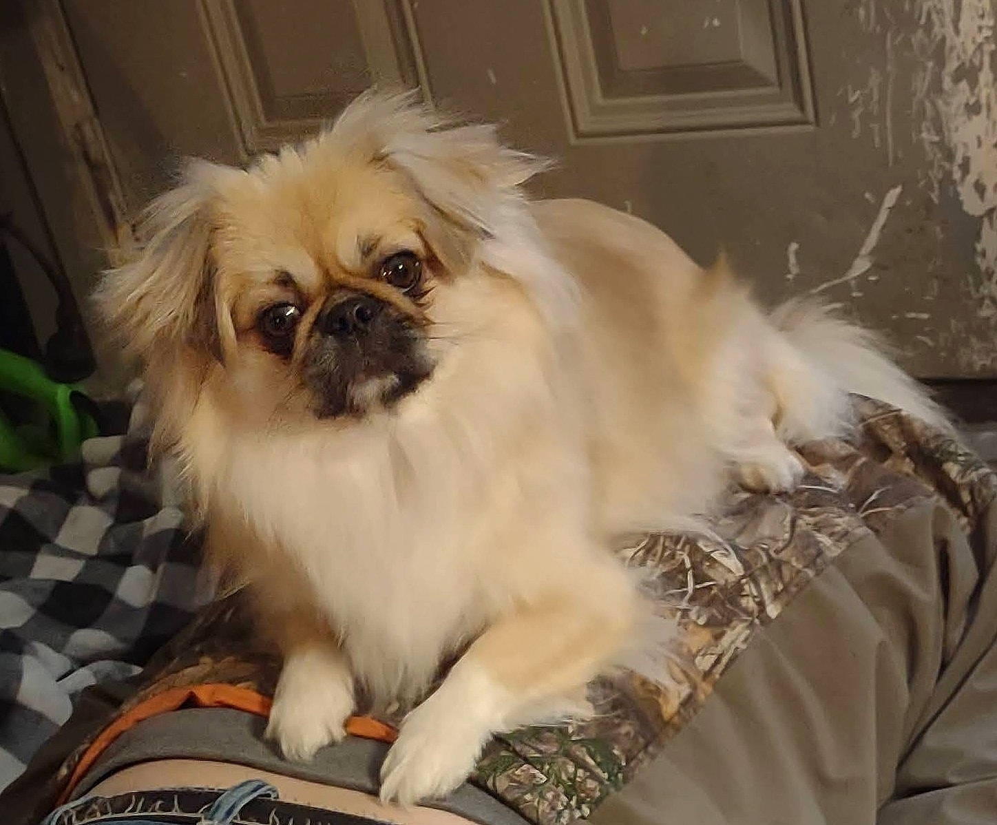 Wickett Milo Warrick joined the competition — help win amazing prizes! canidae, carnivore, companion_dog, dog, dog_breed, door, fawn, fur, liver, non_sporting_group, pekingese, pet_supply, shih_tzu, snout, sporting_group, tail, terrestrial_animal, toy_dog, whiskers, working_animal