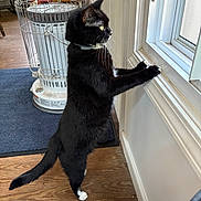 Karen is registered to the contest to win money with this photo: cat, black_cat, white_paws, standing, stretching, window, indoors, home, wooden_floor, heater, cage, collar, whiskers, yellow_eyes, profile, furniture, carpet, door, natural_light, funny_pose