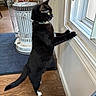 cat, black_cat, white_paws, standing, stretching, window, indoors, home, wooden_floor, heater, cage, collar, whiskers, yellow_eyes, profile, furniture, carpet, door, natural_light, funny_pose