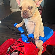 Santi joined the competition — help win amazing prizes! animal, blue, brown_dog, cute, dog, ears, face, floor, french_bulldog, handlebars, household, indoor, legs, pet, pet_toy, red, spiderman, tail, toy_vehicle, wooden_floor