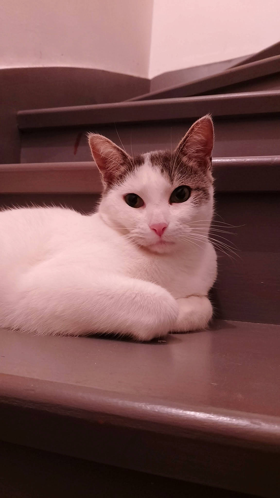 Rafaello a rejoint le concours — aidez-le/la à gagner de superbes lots ! box, carnivore, cat, comfort, domestic_short_haired_cat, felidae, flooring, fur, paw, pet_supply, small_to_medium_sized_cats, snout, tail, whiskers, window