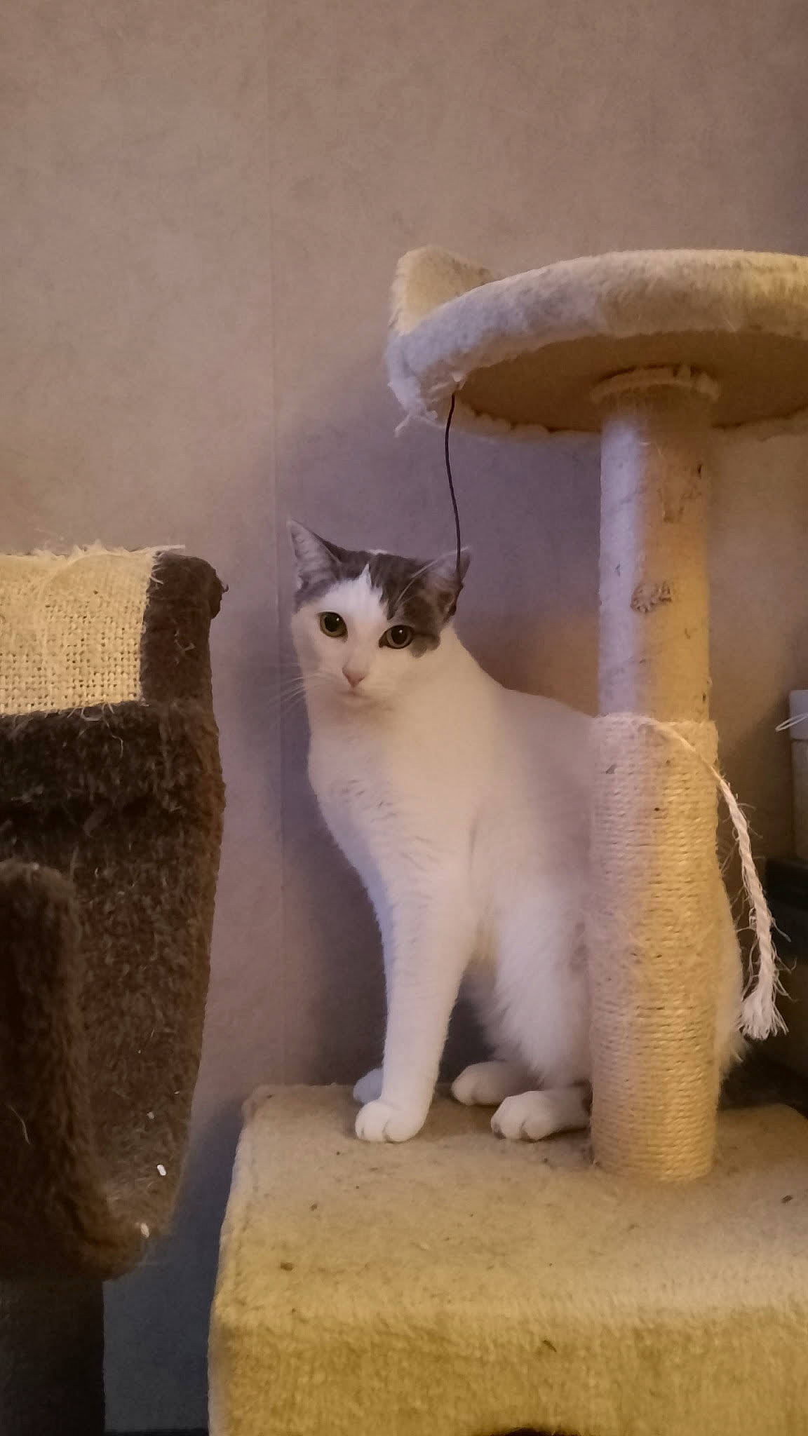 Rafaello participe au concours pour gagner de l'argent avec cette photo : carnivore, cat, cat_furniture, cat_supply, domestic_short_haired_cat, fawn, felidae, fur, pet_supply, small_to_medium_sized_cats, snout, tail, terrestrial_animal, whiskers, window