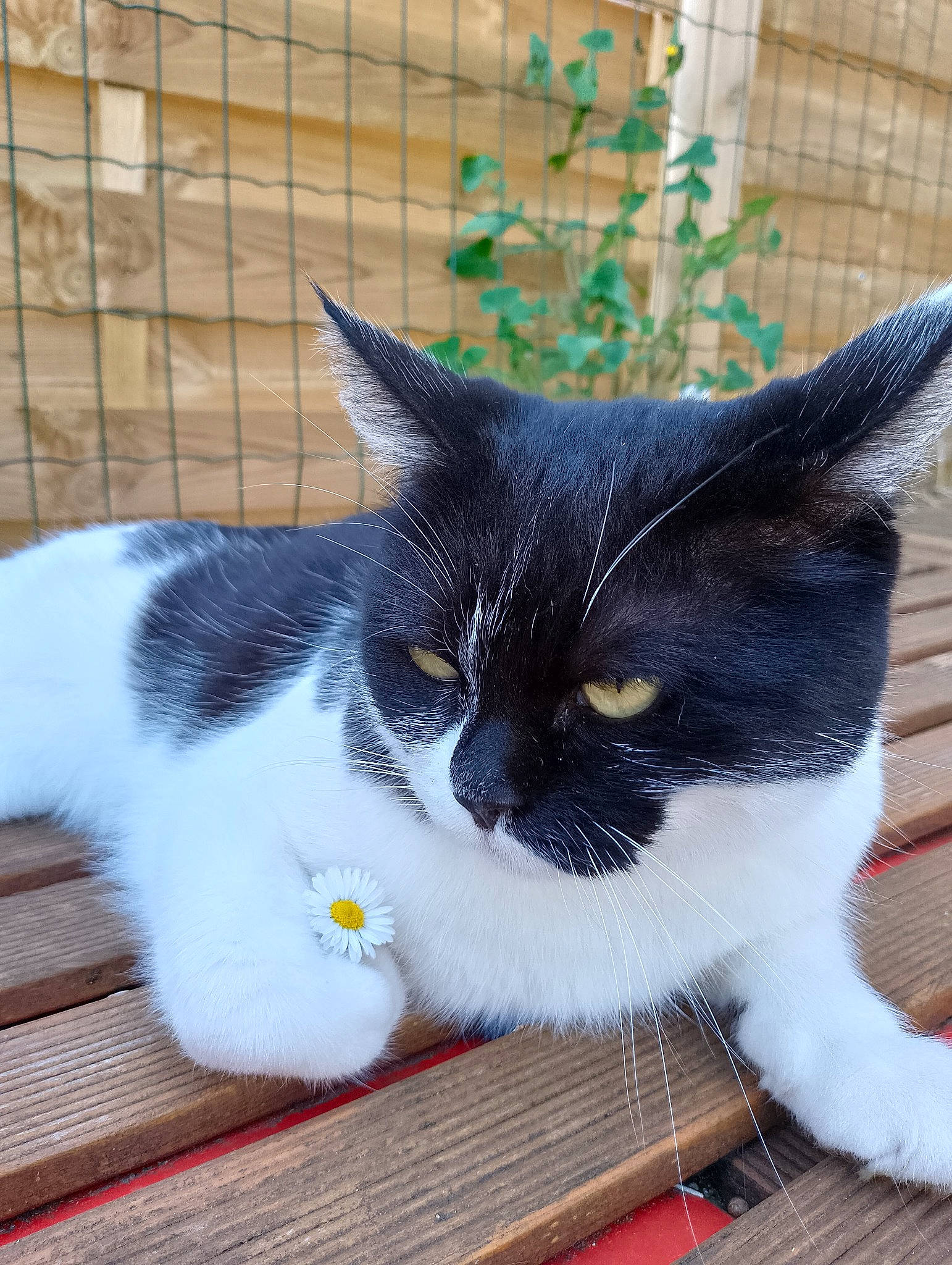 Jocapi participe au concours pour gagner de l'argent avec cette photo : carnivore, cat, claw, comfort, domestic_short_haired_cat, felidae, fur, grass, hardwood, line, pet_supply, plant, sitting, small_to_medium_sized_cats, snout, tail, whiskers, window, wood, wood_flooring