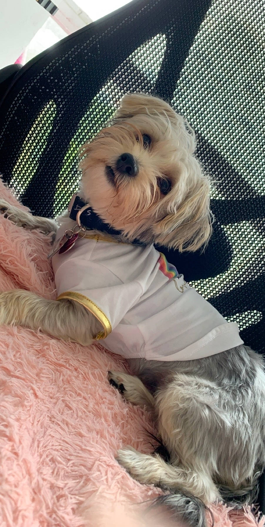 Anastasia joined the competition — help win amazing prizes! canidae, carnivore, cockapoo, companion_dog, dog, dog_breed, dog_clothes, lhasa_apso, lowchen, maltepoo, maltese, mammal, morkie, petit_basset_griffon_vendeen, puppy, rare_breed_dog, schnoodle, shih_tzu, snout, west_highland_white_terrier