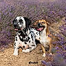 Vasco participe au concours pour gagner de l'argent avec cette photo : dalmatian, dog, flowers, fur, ground, happy, landscape, lavender_field, nature, outdoors, pets, plants, portrait, purple_flowers, sitting, small_dog, smiling, summer, tongue_out, two_dogs