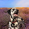 Vasco a rejoint le concours — aidez-le/la à gagner de superbes lots ! black_and_white, clouds, collar, dalmatian, dog, flowers, grass, happy, lavender, lavender_field, nature, outdoor, panting, pet, portrait, purple, sky, spots, sunlight, tongue