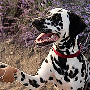Vasco a rejoint le concours — aidez-le/la à gagner de superbes lots ! close_up, collar, dalmatian, dirt, dog, field, flowers, human_hand, lavender, nature, outdoor, paw, paw_shake, portrait, red_collar, sitting, smiling, spotted_coat, teeth, tongue