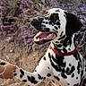 close_up, collar, dalmatian, dirt, dog, field, flowers, human_hand, lavender, nature, outdoor, paw, paw_shake, portrait, red_collar, sitting, smiling, spotted_coat, teeth, tongue