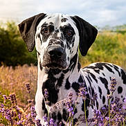 Vasco a rejoint le concours — aidez-le/la à gagner de superbes lots ! animal, black_and_white, closeup, dalmatian, dog, ears, eyes, field, flowers, fur, grass, lavender, nature, outdoor, pet, plant, portrait, snout, summer, sunlight