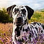 animal, black_and_white, closeup, dalmatian, dog, ears, eyes, field, flowers, fur, grass, lavender, nature, outdoor, pet, plant, portrait, snout, summer, sunlight
