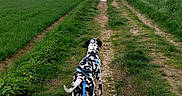 Vasco a rejoint le concours — aidez-le/la à gagner de superbes lots ! canine, clouds, dalmatian, dirt_path, dog, field, grass, harness, leash, nature, outdoors, overcast, paws, perspective, rural, sky, spots, trail, trees, walking_away