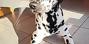 Vasco a rejoint le concours — aidez-le/la à gagner de superbes lots ! animal, black_and_white, bright, canine, couch, dalmatian, dog, domestic, floor, home, indoor, looking_away, pet, portrait, relaxed, resting, shadow, spotted, sunlight, tiled_floor