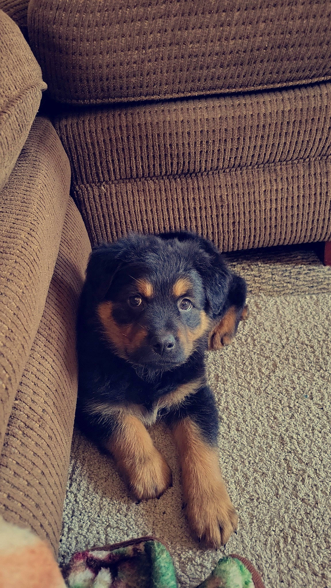 Bear joined the competition — help win amazing prizes! canidae, carnivore, comfort, companion_dog, couch, dog, dog_breed, fawn, flooring, fur, paw, puppy, snout, sporting_group, terrestrial_animal, tints_and_shades, toy_dog, whiskers, wood, working_dog